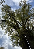 IMG_1300.JPG